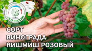 Сорт винограда Кишмиш Розовый.  Описание сорта винограда Кишмиш Розовый.