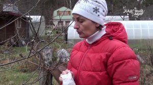 Подготовка сада к зиме. Защита деревьев от зайцев. Сайт "Садовый мир"