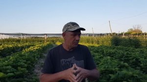 Что мы делаем с КСД сортами клубники после плодоношения