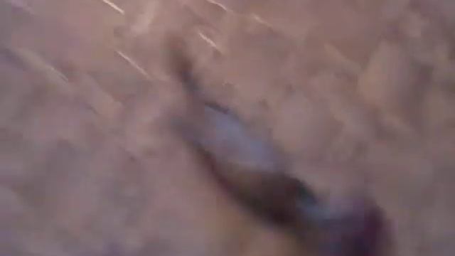 вот такой вот хорек смотреть онлайн