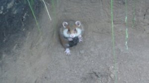 Хомяк обыкновенный в Хакасии, дикий хомяк.