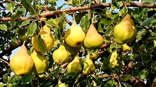 Груша Куйбышевская золотистая й смотреть онлайн