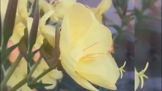 Чудо-цветок Энотера смотреть онлайн