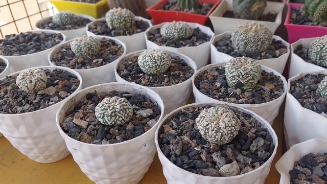 How To Care Astrophytum Asterias Super Kabuto | Cacti