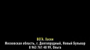 ДОМА! ВЕГА. Хаски. Московская область, г. Долгопрудный, Новый Бульвар