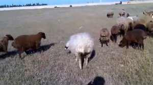 Овцы порода "КАЛА"