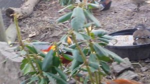 Mandarin ducks and redgolden pheasant