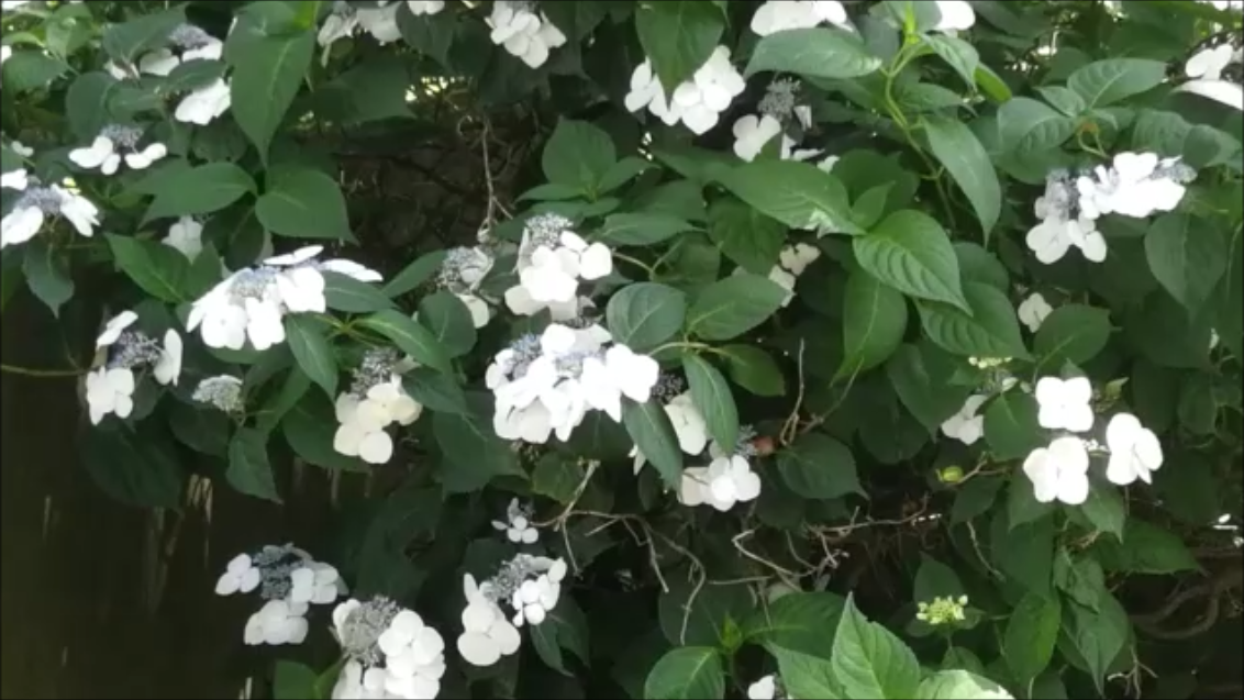 многолетние растения в саду