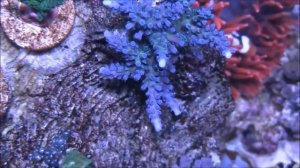 Красивый рифовый аквариум  Top 1