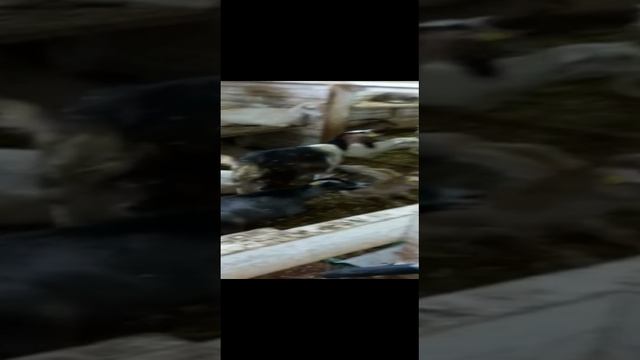 Тур на ферму-сыроварню в деревню Матокса