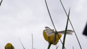 Papillon de nuit blanc...10 ailes !  - Pterophorus pentadactyla