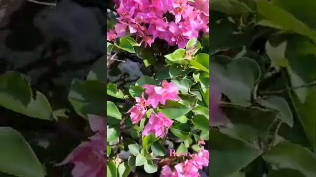 Beautiful Pink Bougainvillea #plants