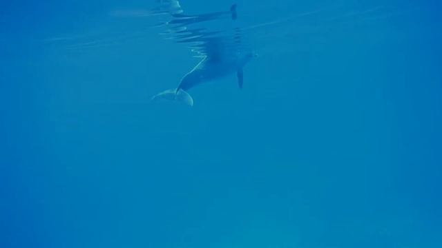 Красное море. Неожиданная встреча с дельфином смотреть онлайн