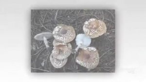 Lepiota acutesquamosa - fungi kingdom