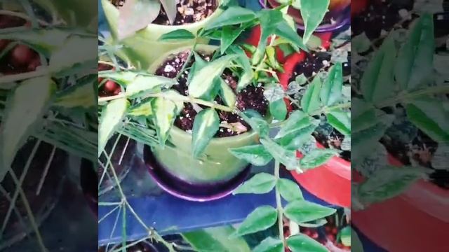 Hoya Bella variegated split stems reverted to green смотреть онлайн