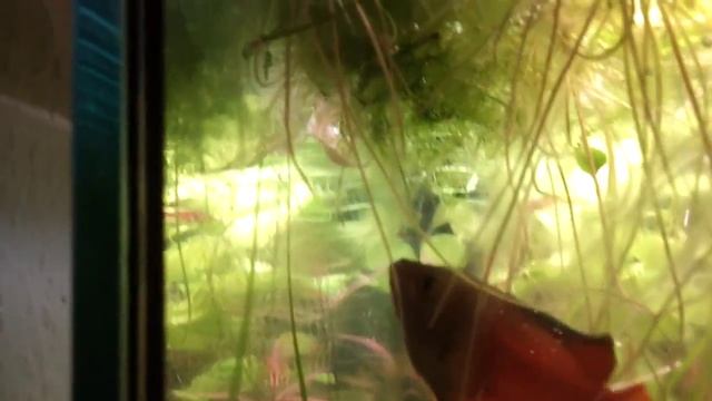 Гурами медовый (Trichogaster chuna, Colisa sota) смотреть онлайн