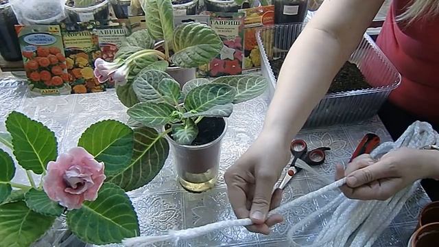 Глоксинии на фитильном поливе . Продолжение . смотреть онлайн