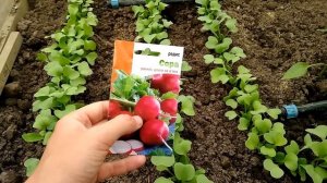 СВЕРХРАННИЙ ВЫСОКОУРОЖАЙНЫЙ СОРТ РЕДИСА ВСХОДЫ НА 2 ДЕНЬ ПОСАДИ ЕГО СЕБЕ
