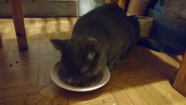 Вечерняя трапеза голубой британской кошки Бусинки | meal of the blue British cat