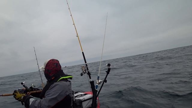 A Seabird diving for my fish - Gannet смотреть онлайн