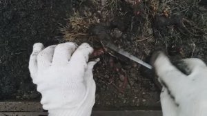 1 ноября 2022г. САЖАЮ ПИОНЫ в ноябре В ПАКЕТЫ шпаргалочка