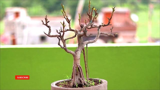 Banyan Bonsai Tree Making Easy Way смотреть онлайн