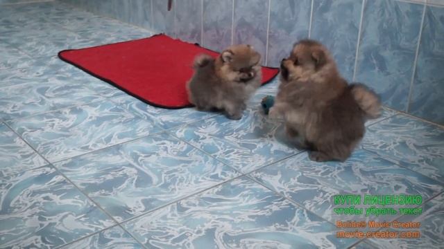 щенки померанского шпица, окрасы белый, черно-подпалый, оранж, оранж-соболь и триколор смотреть онлайн