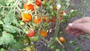 Сорт томата-Красный карлик