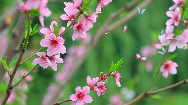 С Днем рождения весной ! Красивая песня в день рождения ВЕСНОЙ !Поздравления и пожелания! Новинка!