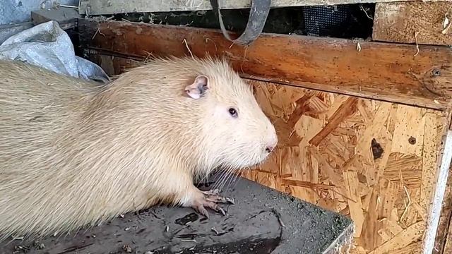 Щенок нутрии гигант  новая семья!