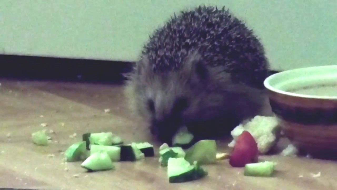 завтрак ёжика смотреть онлайн