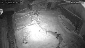 волки загрызли собаку прямо на цепи