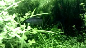 Наннакара аномала