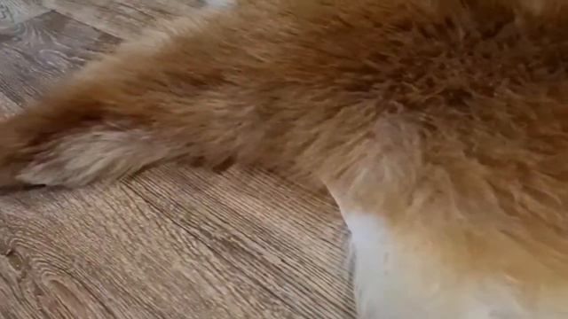 ШКУРА ОВЕЧЬЯ РЫЖЕ-БЕЖЕВАЯ (КОД: 4336 ) смотреть онлайн