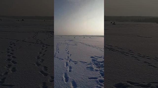 Яузское водохранилище 3.12.2016 или рыбное эльдорадо