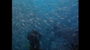 Калипсо Кусто