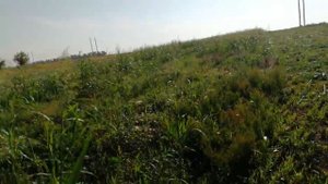 Покос суданки на поле.