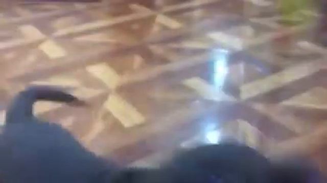 "Лабрадор Панчер носит мячик. 2,5 месяца" смотреть онлайн