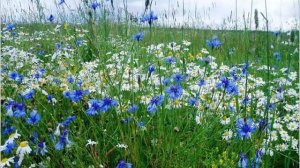 И Бунин Полевые цветы читает Елена Лаптева