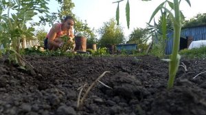 Клумба своими руками на дачном участке. Красивый цветник из георгин и бархатцев