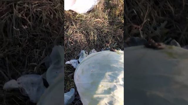 Как быстро очистить капусту прямо на грядке без ножа или других инструментов смотреть онлайн