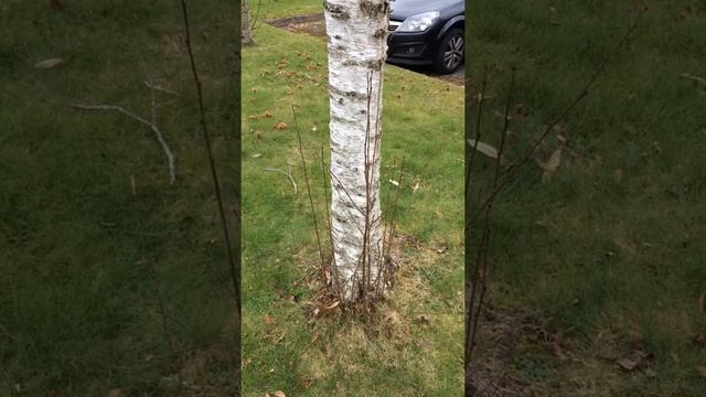 Downy Birch (Betula pubescens) - suckers - February 2018