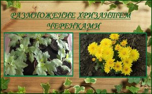 Хризантемы размножение черенками, укоренить черенки хризантем легко и просто