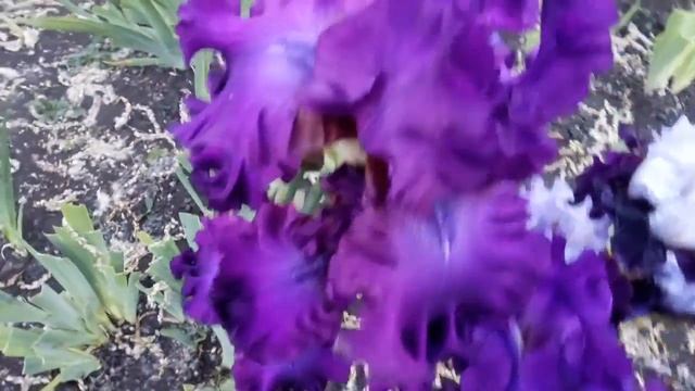 последнее цветение ирисов...... смотреть онлайн