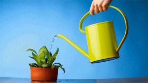 Главные правила ухода за комнатными растениями