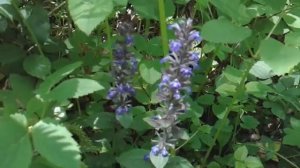 Живучка ползучая (Ajuga reptans )