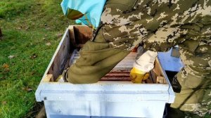 обьединение двух семей для зимовки.
