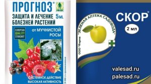РЖАВЧИНА ГРУШИ: проверенный способ предотвратить заболевание!