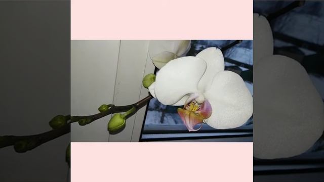 Утренняя медитация смотреть онлайн