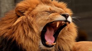 Стая гиен задрала львицу. Лев жестоко отомстил. Реальная история!